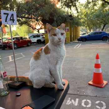 Holbox - Cute little employee - Latin American Near Me - Los Angeles, California Holbox - Cute little employee - Latin American Near Me - Los Angeles, California