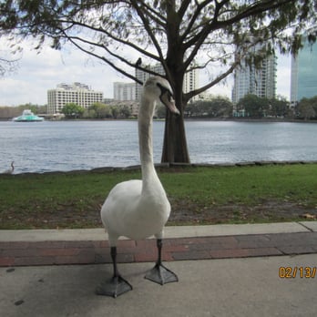 Lake Eola Park - Lake Eola - Parks Near Me - Orlando, Florida