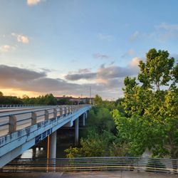 Waugh Drive Bat Colony