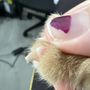 Photo of A Brush Above Pet Grooming