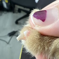 A Brush Above Pet Grooming
