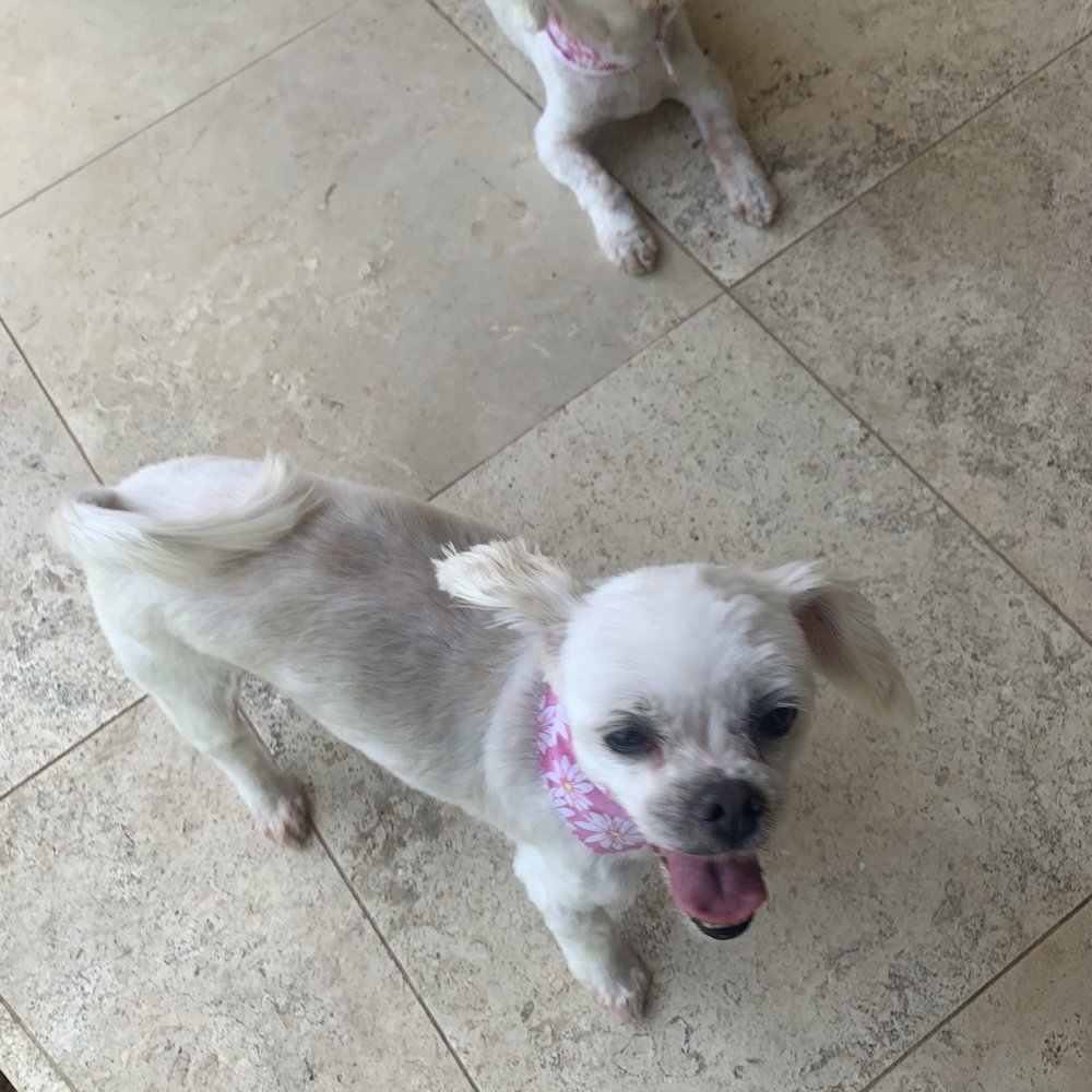 Lakeside Pet Spaw - Pet Groomers Near Me Lakeside Pet Spaw - Pet Groomers Near Me