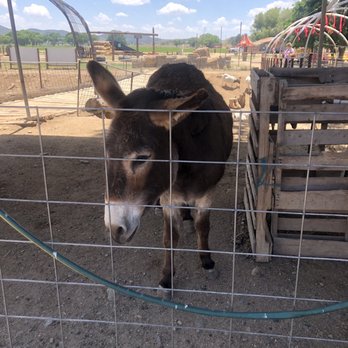 Mortimer Farms - Donkayy - Attraction Farms Near Me - Dewey, Arizona Mortimer Farms - Donkayy - Attraction Farms Near Me - Dewey, Arizona