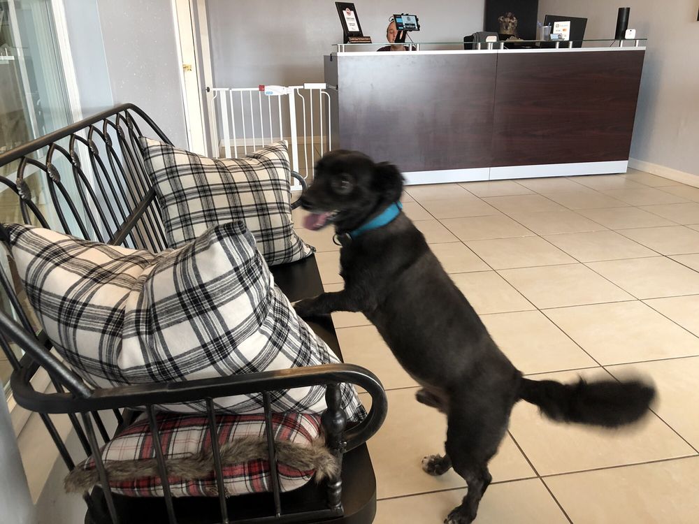 CUDDLE BUGS PET RESORT 17 Photos & 11 Reviews 7355 SW 38th St