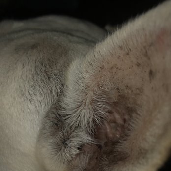 Petco - Pet Grooming Service My Frenchie's ears are not professionally cleaned. I paid extra for Red pup polish for Christmas, Extremely poor job. - Pet Stores Near Me - Poway, California