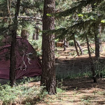 McGill Campground - My greatland outdoors instant tent. Site #73 first come first serve site. - Sledding Near Me - Frazier Park, California McGill Campground - My greatland outdoors instant tent. Site #73 first come first serve site. - Sledding Near Me - Frazier Park, California