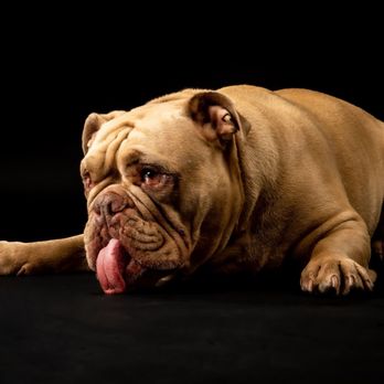 Dogs Made Famous Photography - Pet Photography Near Me - Corona, California Dogs Made Famous Photography - Pet Photography Near Me - Corona, California