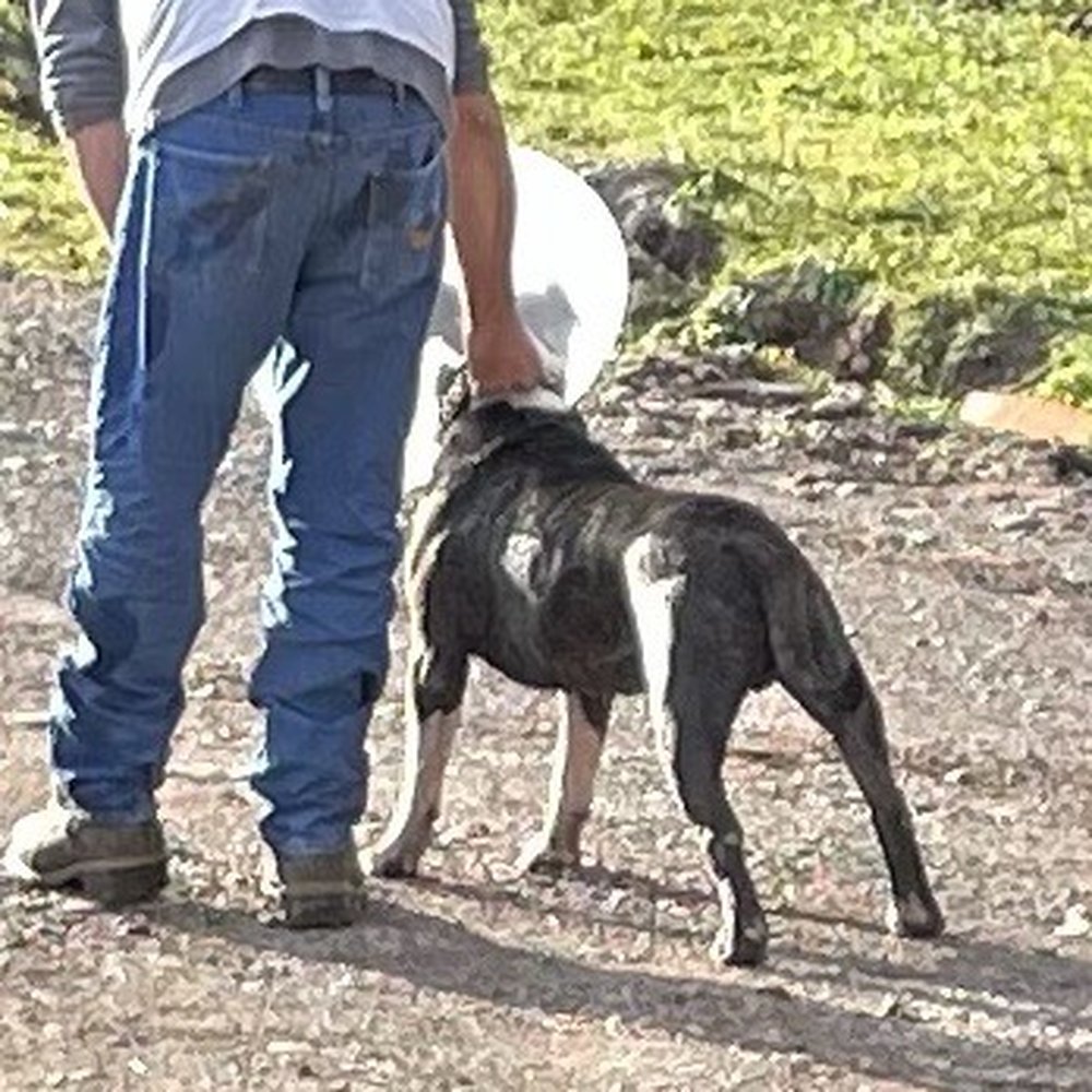 Bailiwick Animal Park - Pit bull off leash - Horseback Riding Near Me - Catskill, New York