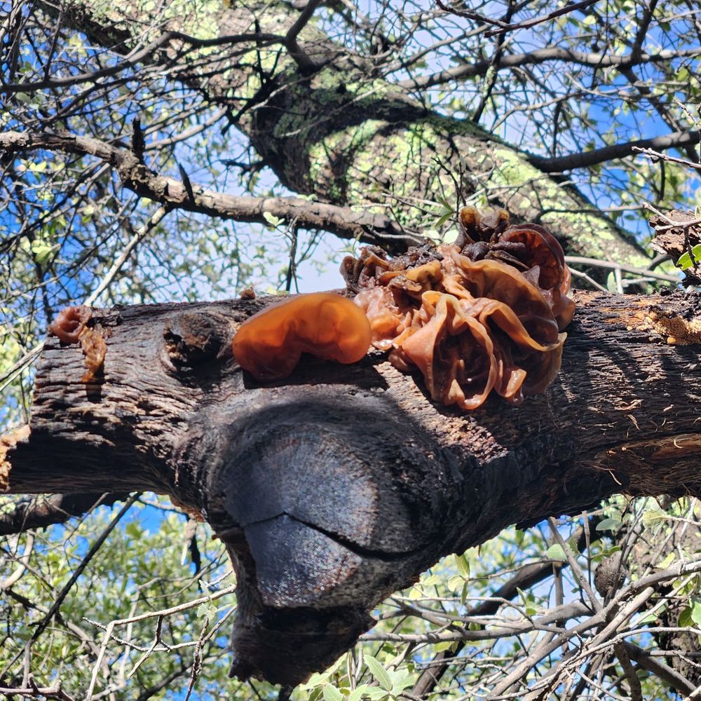 Chiricahua National Monument - More fungus! - Hiking Near Me - Willcox, Arizona Chiricahua National Monument - More fungus! - Hiking Near Me - Willcox, Arizona