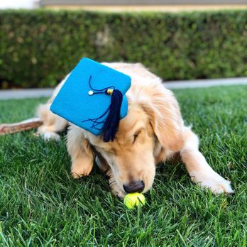 It's Only Love Dog Training - Graduation day - Pet Training Near Me It's Only Love Dog Training - Graduation day - Pet Training Near Me