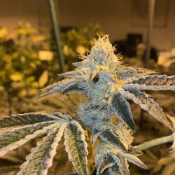 The Cultured Cannabis