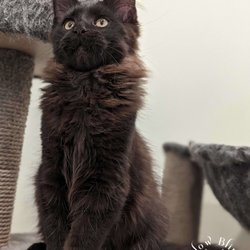 Slow Blink Maine Coons - Cherishing the Final Moments: Our Black Poly Male Kitten Soon Embarks on a New Journey and is going to his forever home soon!