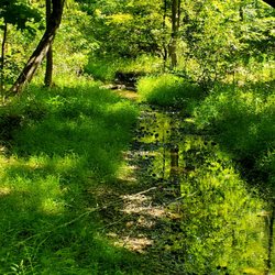 Scenic Woods Park