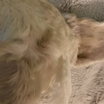 Wig Wag Grooming - Pet Groomers Near Me - Seguin, Texas Wig Wag Grooming - Pet Groomers Near Me - Seguin, Texas