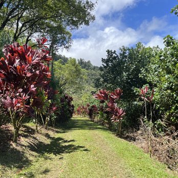Polynesian Adventure - Bus Tours Near Me - Paia, Hawaii Polynesian Adventure - Bus Tours Near Me - Paia, Hawaii