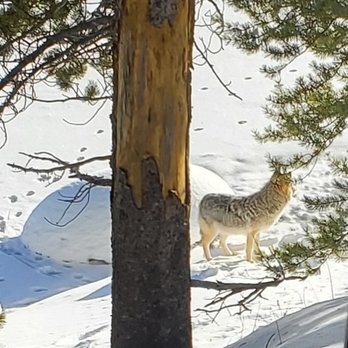 Yellowstone Expeditions - Tours Near Me - West Yellowstone, Montana Yellowstone Expeditions - Tours Near Me - West Yellowstone, Montana