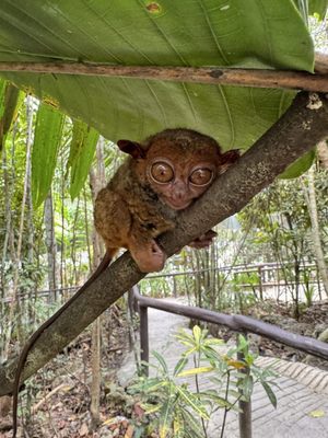 Philippine Tarsier Sanctuary by null
