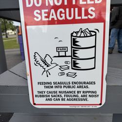 Ice Cream Bandits - Do not feed seagulls -- they'll follow you home!
