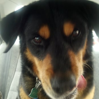 Petco - Good boy - Pet Training Near Me - Cranston, Rhode Island
