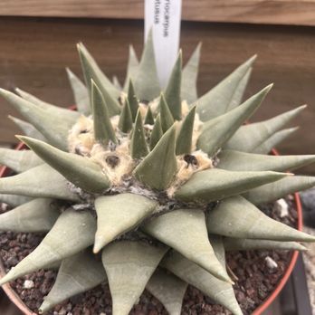 Desert Creations Nursery - Gift Shops Near Me - Northridge, California Desert Creations Nursery - Gift Shops Near Me - Northridge, California