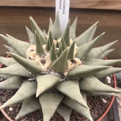 Desert Creations Nursery