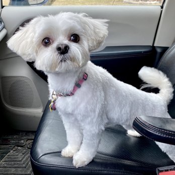 Colonial Veterinary - She's not nervous going to the vet anymore - Veterinarians Near Me - Plymouth, Michigan Colonial Veterinary - She's not nervous going to the vet anymore - Veterinarians Near Me - Plymouth, Michigan