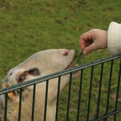 Streichelzoo im Südpark