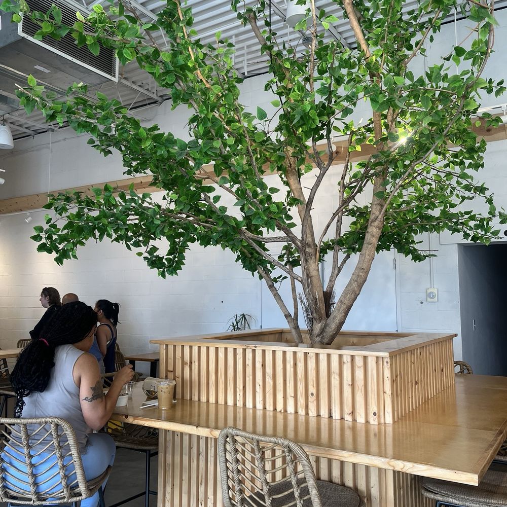 Sumaq Coffee - Tree ! Inside - Coffee & Tea Near Me - Charlotte, North Carolina Sumaq Coffee - Tree ! Inside - Coffee & Tea Near Me - Charlotte, North Carolina