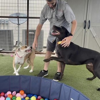 PlayStayTion Pet Resort & Training - Loving his life with great staff - Pet Groomers Near Me - Sadler, Texas