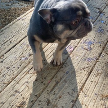 Five Pups Doggy Daycare - Dog Walkers Near Me - Indian Head, Maryland
