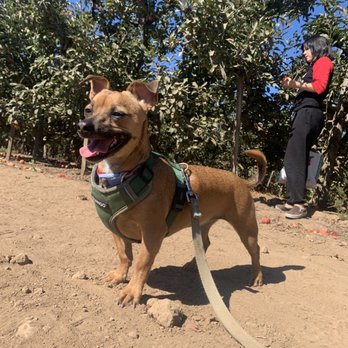 Gizdich Ranch - Happy dog - Bakeries Near Me - Watsonville, California Gizdich Ranch - Happy dog - Bakeries Near Me - Watsonville, California