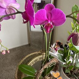 Divine Orchid