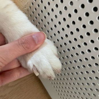 Le Chien Fortune - "Nail trim" - Pet Groomers Near Me - Millbrae, California