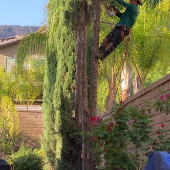 Ezra Tree Service - Tree Services Near Me Ezra Tree Service - Tree Services Near Me