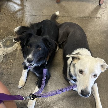 Burly's California Bistro - Willow (almost 1yr old w black face) and Diesel (3yrs old) - New American Near Me - Modesto, California Burly's California Bistro - Willow (almost 1yr old w black face) and Diesel (3yrs old) - New American Near Me - Modesto, California