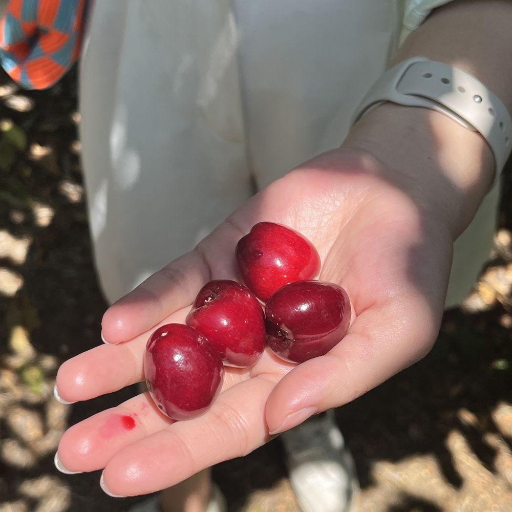 Cherry Time - Pick Your Own Farms Near Me - Brentwood, California