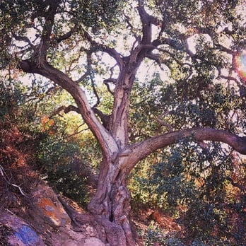 The Giving Tree - 'The Giving Tree' on left side hiking downhill - Hiking Near Me - Los Angeles, California The Giving Tree - 'The Giving Tree' on left side hiking downhill - Hiking Near Me - Los Angeles, California