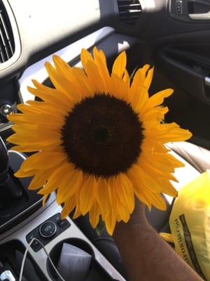 Raintree Flowers by null