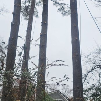 Olinda's Tree Service - Tree Services Near Me Olinda's Tree Service - Tree Services Near Me