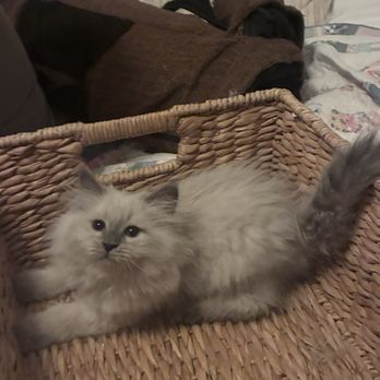 BlueEyedFrisco - Pet Adoption Near Me