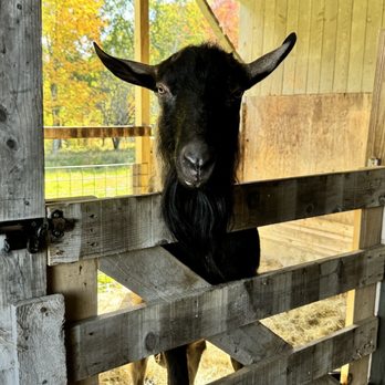Savor Vermont - A new friend. - Beer Tours Near Me - Stowe, Vermont Savor Vermont - A new friend. - Beer Tours Near Me - Stowe, Vermont