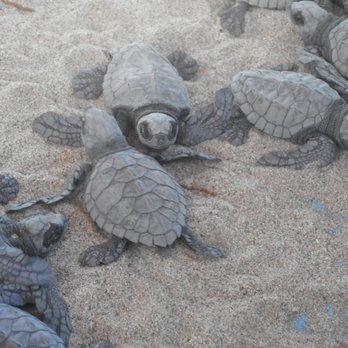 Arena Reataurant - Eddie released these baby turtles into the ocean - Cocktail Bars Near Me - Zihuatanejo, GRO Arena Reataurant - Eddie released these baby turtles into the ocean - Cocktail Bars Near Me - Zihuatanejo, GRO