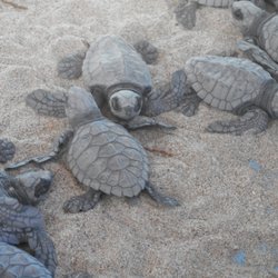 Arena Reataurant - Eddie released these baby turtles into the ocean