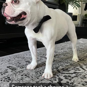 We Groom Pets - Frenchie groom, no cut! He's such a good boy. - Pet Groomers Near Me - Downey, California