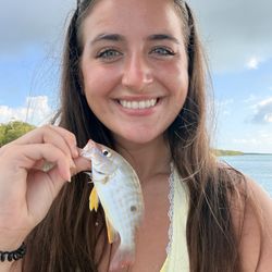 Dreamlander Tours - Lane snapper