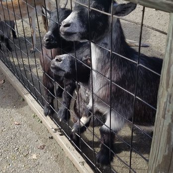 Metro Richmond Zoo - By some cups of feed and make new friends - Zoos Near Me - Moseley, Virginia