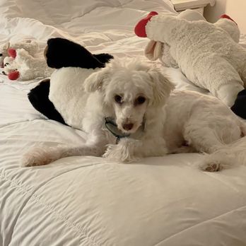 vetXpress - I love my little Loki with every ounce of love that can be given...maybe more! - Veterinarians Near Me - Colonial Heights, Virginia vetXpress - I love my little Loki with every ounce of love that can be given...maybe more! - Veterinarians Near Me - Colonial Heights, Virginia