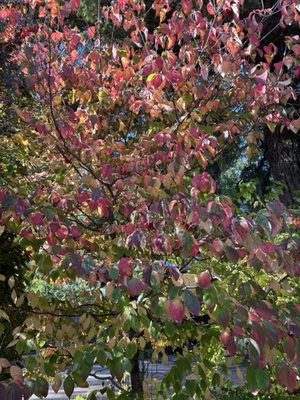 The Apple Farm by null