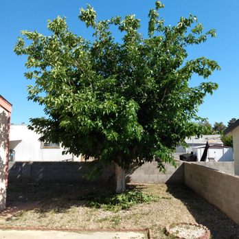 Treepro - Tree from 5 weeks ago. - Tree Services Near Me - Las Vegas, Nevada Treepro - Tree from 5 weeks ago. - Tree Services Near Me - Las Vegas, Nevada
