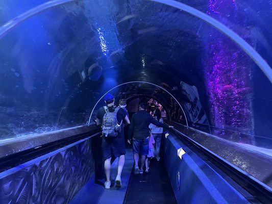 SEA LIFE Kelly Tarlton's Aquarium by null
